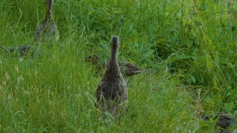 Duckling in Tall Grass by Ros River, Ukraine Nature Footage Stock Footage 326384446