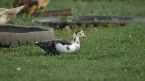Duckling in the village 库存影片 79758077