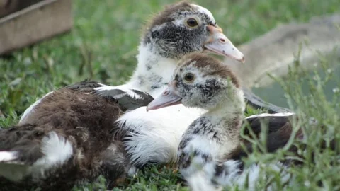 Duckling in the village Video stock 79763157
