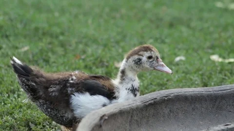 Duckling in the village 库存影片 79763419