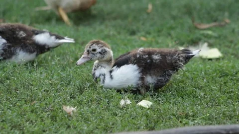 Duckling in the village Video stock 79764144