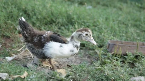 Duckling in the village 库存影片 79768560