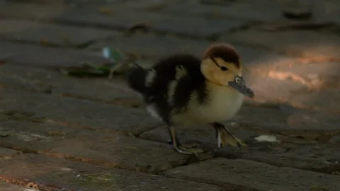 Duckling walking on brick path Stock Footage 128519705