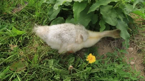 THE DUCKLING IS WALKING ON THE GRASS Stock Footage 158127041