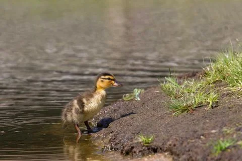 Duckling walking Stock Photos