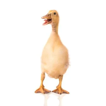 Duckling on a white background Stock Photos