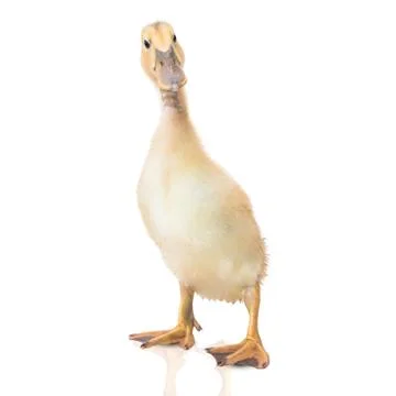Duckling on a white background Stock Photos