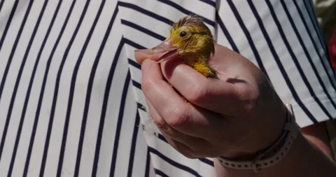 Duckling in a woman's hand Stock Footage 132366680
