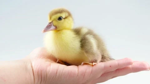 Duckling on women's hand Stock Footage 52249570