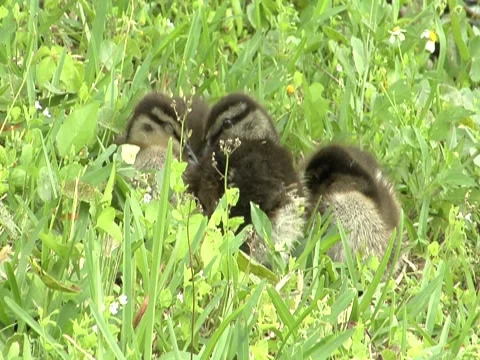 Ducklings 1 Stock Footage 8691427