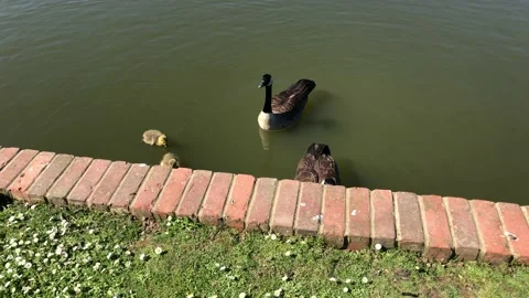 DUCKLINGS 1 Video stock 135315551