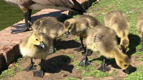 DUCKLINGS 11 Stock Footage 135315891