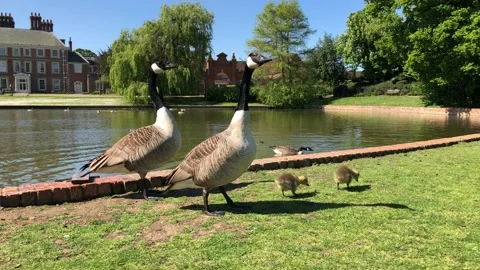 DUCKLINGS 12 Video stock 135315961