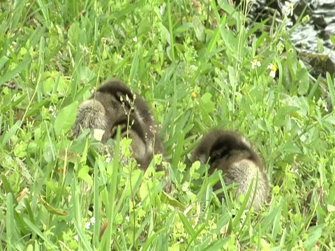 Ducklings 2 Stock Footage 8691424