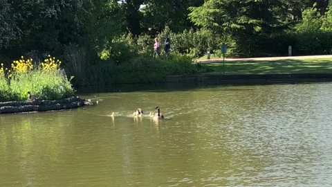 DUCKLINGS 2 Stock Footage 135315684