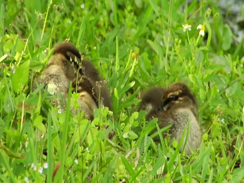 Ducklings 3 Stock Footage 8691461