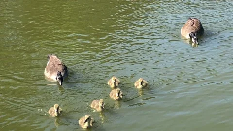 DUCKLINGS 3 Stock Footage 135315518