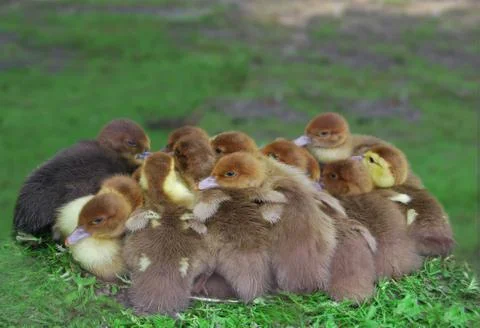 Ducklings 3 years Foto stock