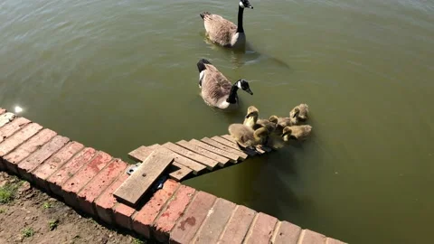 DUCKLINGS 5 Video stock 135315504