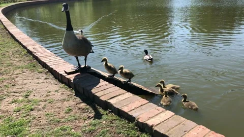 DUCKLINGS 6 Stock Footage 135315906