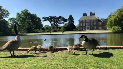 DUCKLINGS 7 Video stock 135315631