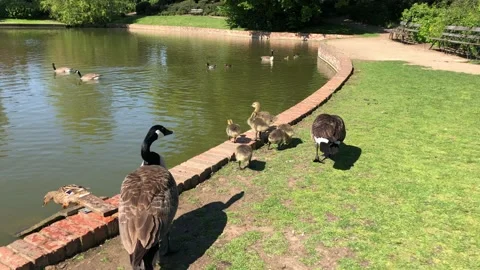 DUCKLINGS 8 Video stock 135315732