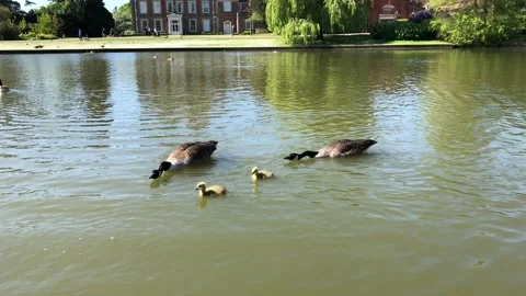 DUCKLINGS 9 Stock Footage 135315672