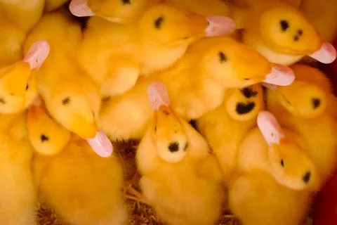 Ducklings from above Stock Photos