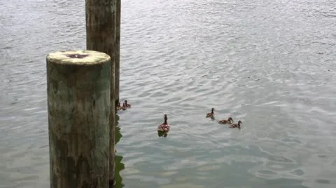 Ducklings and Duck ll.mp4 库存影片 11397208