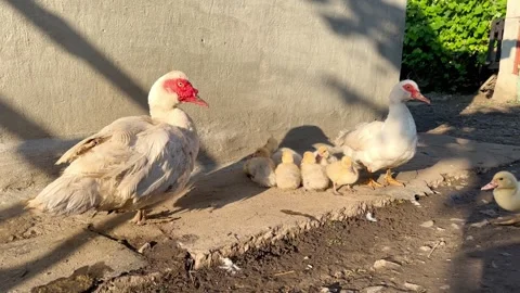 Ducklings and ducks Stock Footage 247222143