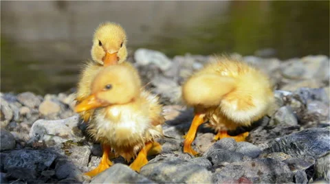 Ducklings are dried on the coast Stock Footage 64228750