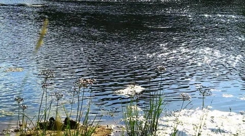 Ducklings ashore. 스톡 동영상 53610173