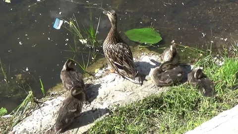 Ducklings bask in the sun Video stock 80029874