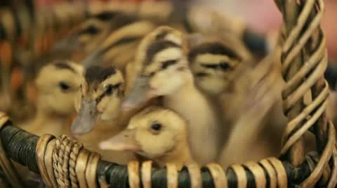 Ducklings in a basket Stock-Footage 12653346