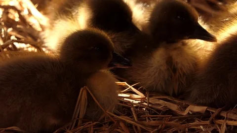 Duckling's Beak - Gray Young Domestic Duck and are sleeping Stock Footage 99886953