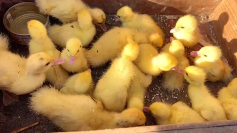 Ducklings in a box Stock Footage 203792199