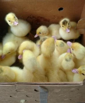 Ducklings in box Stock Photos