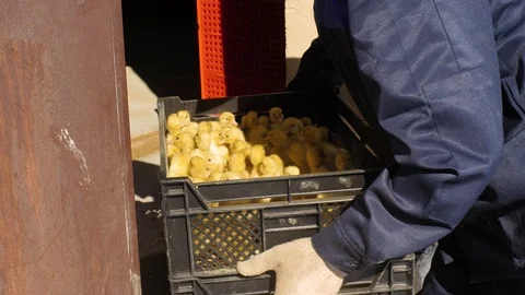 Ducklings in boxes people are preparing for transportation Stock Footage 93710477