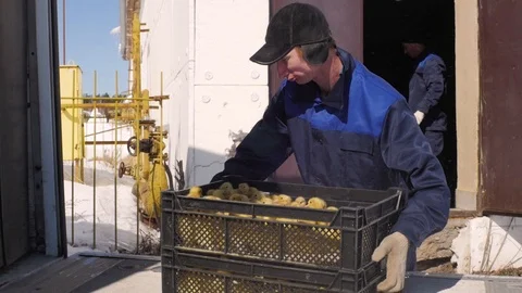 Ducklings in boxes people are preparing for transportation Stock Footage 93710543