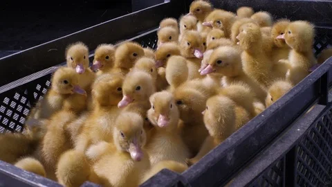 Ducklings in boxes people are preparing for transportation Stock Footage 93710598
