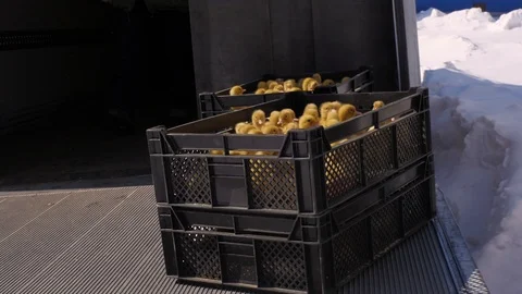 Ducklings in boxes people are preparing for transportation Stock Footage 93710667
