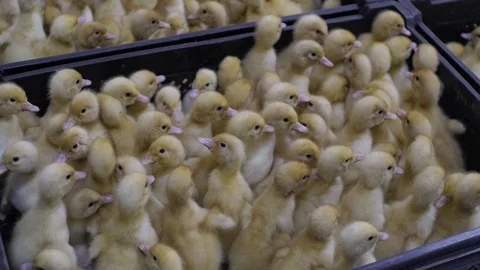 Ducklings in boxes people are preparing for transportation Stock Footage 93710989