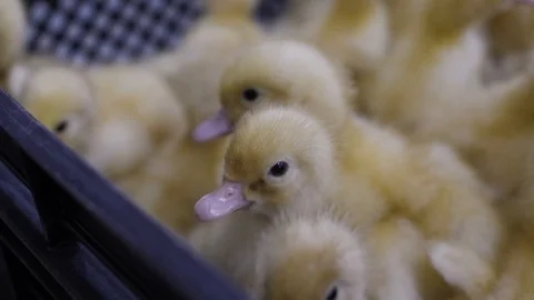 Ducklings in boxes people are preparing for transportation Stock Footage 93711424