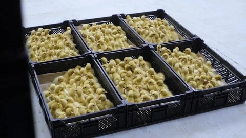 Ducklings in boxes people are preparing for transportation Stock Footage 93735889