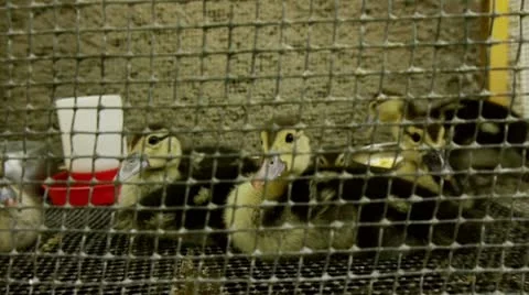 Ducklings In Cage Stock Footage 10949571