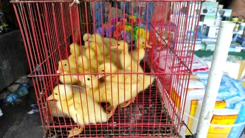 Ducklings in cages Stock Footage 196208055