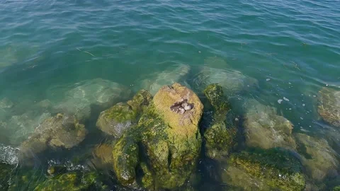 Ducklings on the cliff Stock Footage 205298622