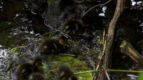 Ducklings close up moving over branches UK 4K Stockbeeldmateriaal 107765670