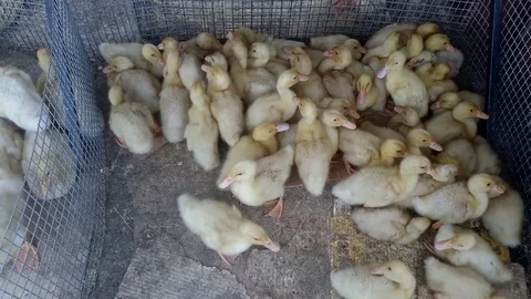 Ducklings in the corner of the cage Stock Footage 77206342