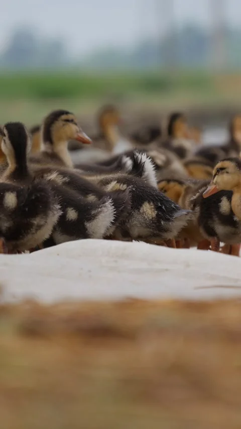 Ducklings crowd around feed at a duck farm with a green pond and open field in t Stock Footage 345101766